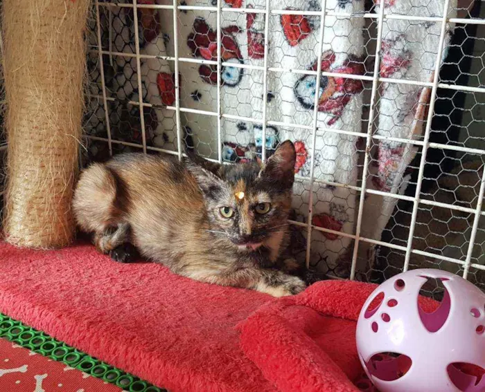 Gato raça SRD  idade 2 a 6 meses nome Darah