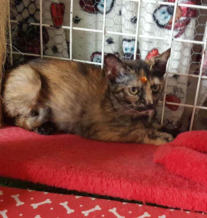 Gato raça SRD  idade 2 a 6 meses nome Darah