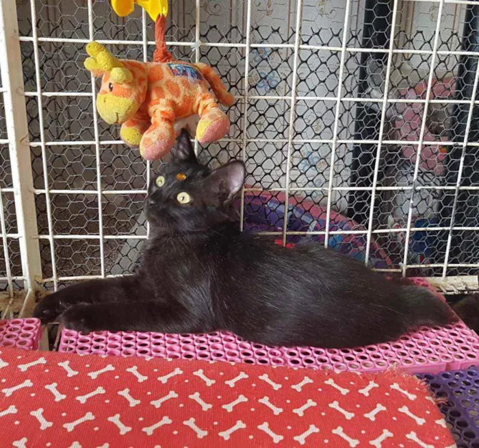 Gato raça SRD  idade 2 a 6 meses nome Alice