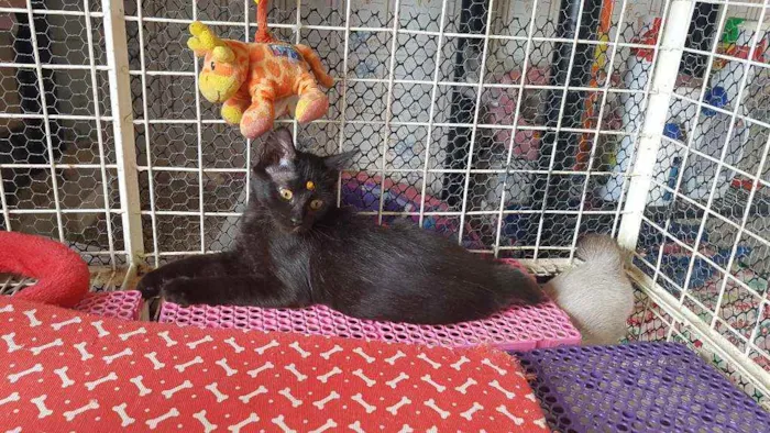 Gato raça SRD  idade 2 a 6 meses nome Alice