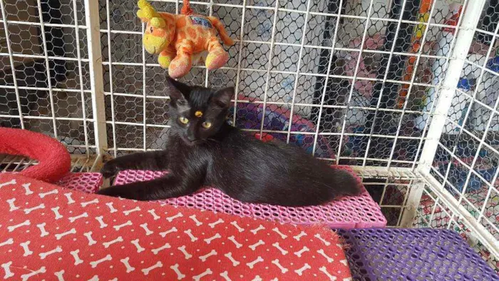 Gato raça SRD  idade 2 a 6 meses nome Alice