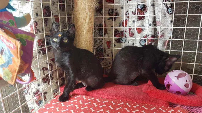 Gato raça SRD  idade 2 a 6 meses nome Luna