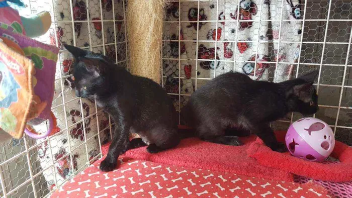 Gato raça SRD  idade 2 a 6 meses nome Luna