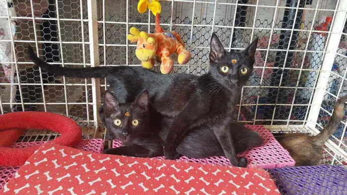 Gato raça SRD  idade 2 a 6 meses nome Luna