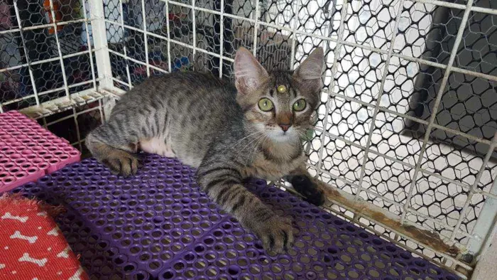 Gato raça SRD  idade 2 a 6 meses nome Mili