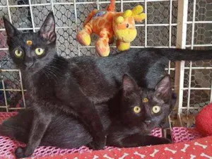 Gato raça SRD  idade 2 a 6 meses nome Luna