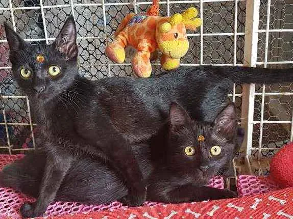 Gato raça SRD  idade 2 a 6 meses nome Luna