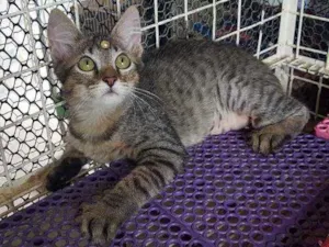 Gato raça SRD  idade 2 a 6 meses nome Mili