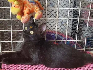 Gato raça SRD  idade 2 a 6 meses nome Alice