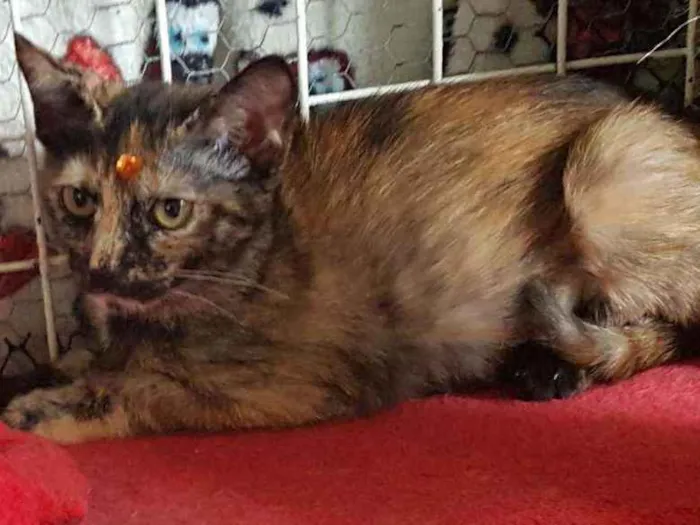 Gato raça SRD  idade 2 a 6 meses nome Darah