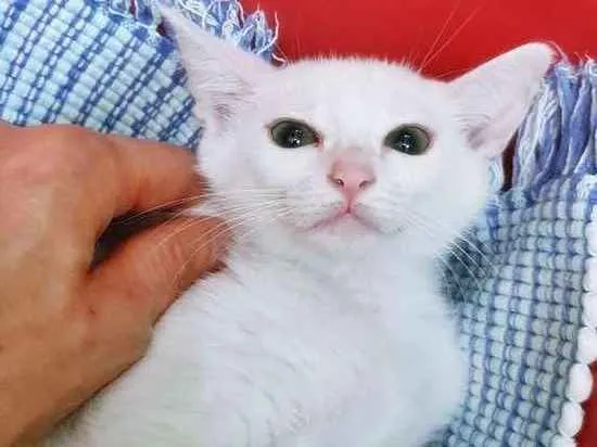 Gato raça SRD-ViraLata idade 2 a 6 meses nome GRACIELA BRANCA