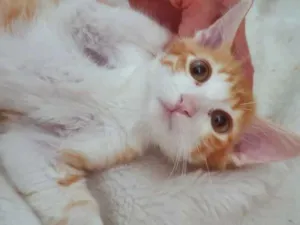 Gato raça SRD idade 2 a 6 meses nome PAULO LARANJA