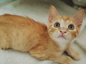 Gato raça SRD-ViraLata idade 2 a 6 meses nome PEDRO LARANJA