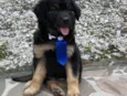 Soluço