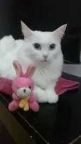 Lady