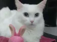 Lady