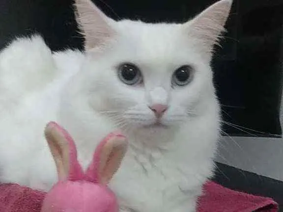 Gato ra a Srd idade 3 anos nome Lady