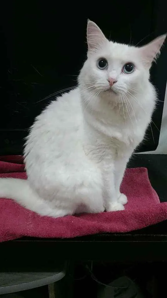 Gato ra a Srd idade 3 anos nome Lady