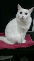 Lady