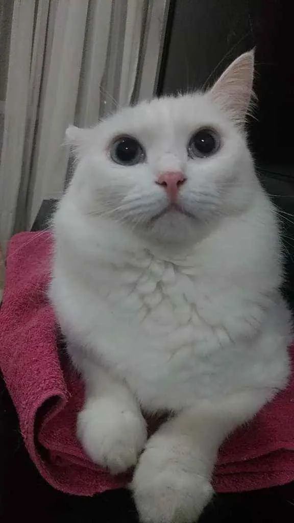 Gato ra a Srd idade 3 anos nome Lady