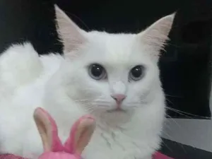 Gato raça Srd idade 3 anos nome Lady