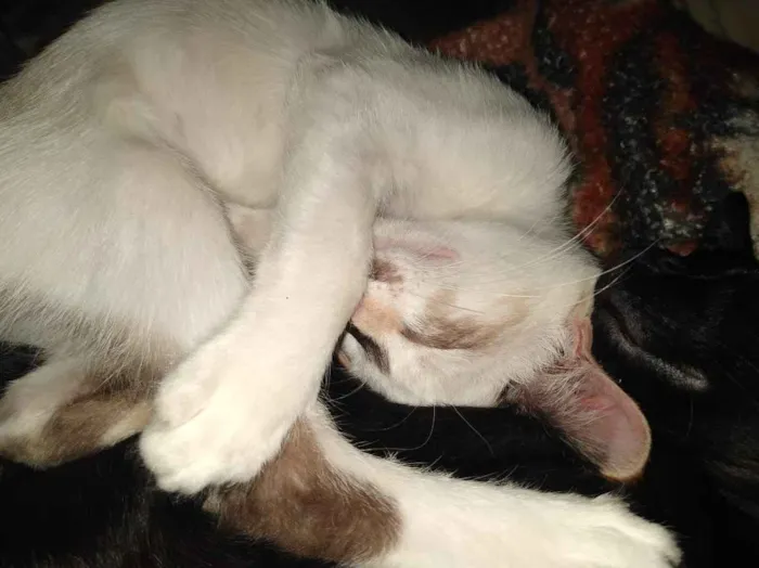 Gato ra a  idade 2 a 6 meses nome Riscado