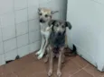Cachorro raça SRD idade 2 anos nome .....