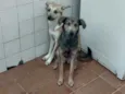 Cachorro raça SRD idade 2 anos nome .....
