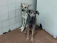 Cachorro raça SRD idade 2 anos nome .....