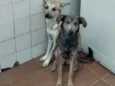 Cachorro raça SRD idade 2 anos nome .....