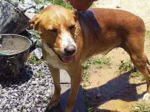 Cachorro ra a Não sei idade 3 anos nome Amarelinho