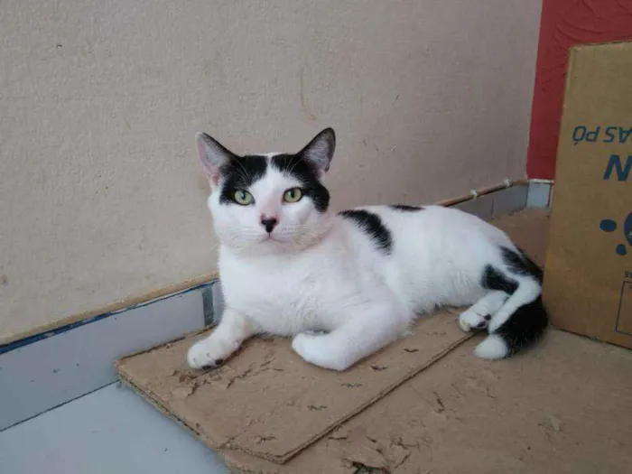 Gato raça Srd idade 7 a 11 meses nome Chorão 