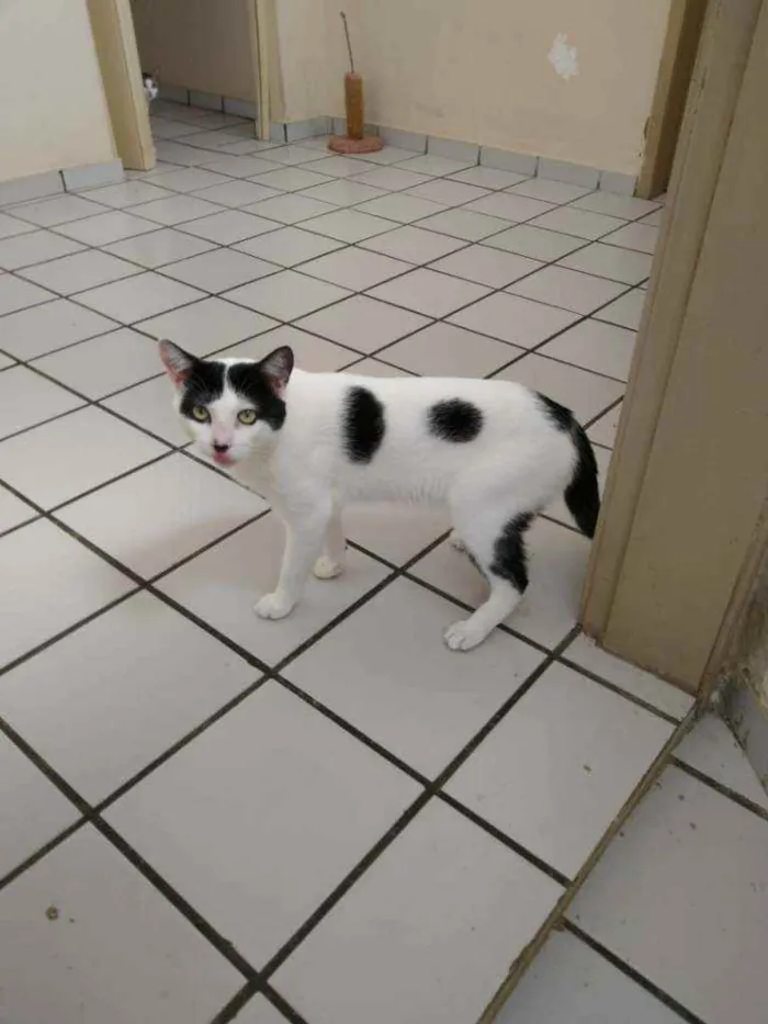 Gato raça Srd idade 7 a 11 meses nome Chorão 