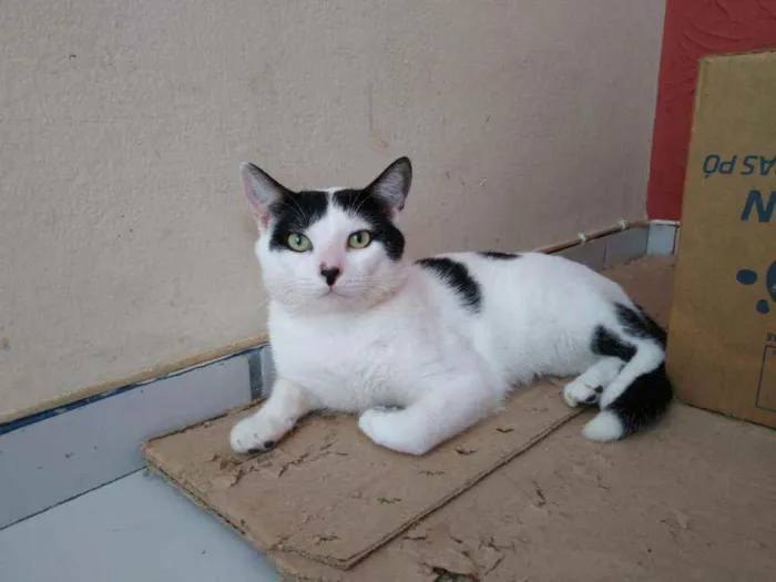 Gato raça Srd idade 7 a 11 meses nome Chorão 