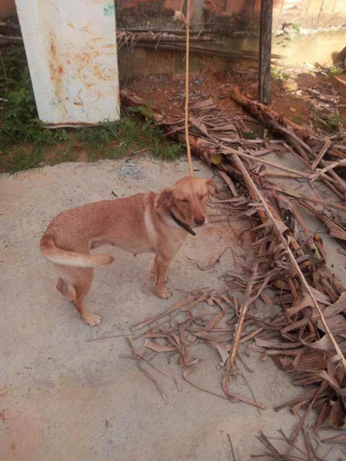 Cachorro ra a  idade 3 anos nome Princesa