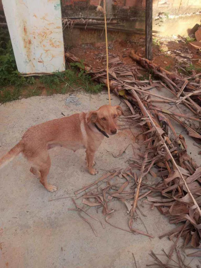 Cachorro ra a  idade 3 anos nome Princesa