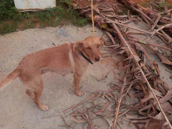 Cachorro ra a  idade 3 anos nome Princesa