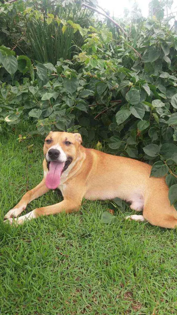 Cachorro ra a Ptibull / viralata idade 3 anos nome Bob