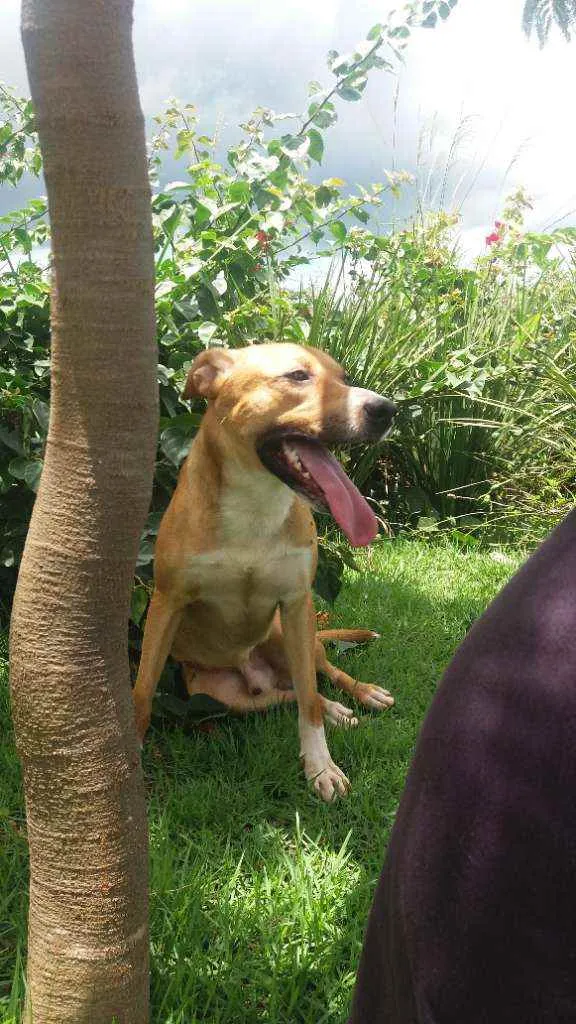 Cachorro ra a Ptibull / viralata idade 3 anos nome Bob