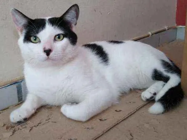 Gato raça Srd idade 7 a 11 meses nome Chorão 