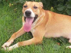 Cachorro raça Ptibull / viralata idade 3 anos nome Bob