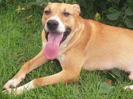 Cachorro ra a Ptibull / viralata idade 3 anos nome Bob