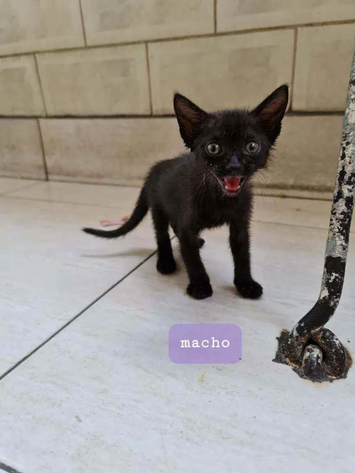 Gato ra a SRD idade Abaixo de 2 meses nome Ted