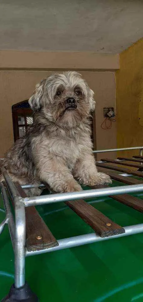 Cachorro ra a Shitzu idade 3 anos nome Thor