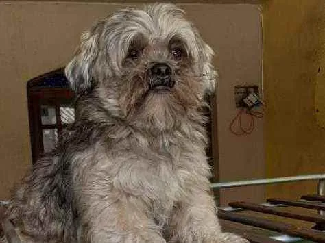 Cachorro ra a Shitzu idade 3 anos nome Thor