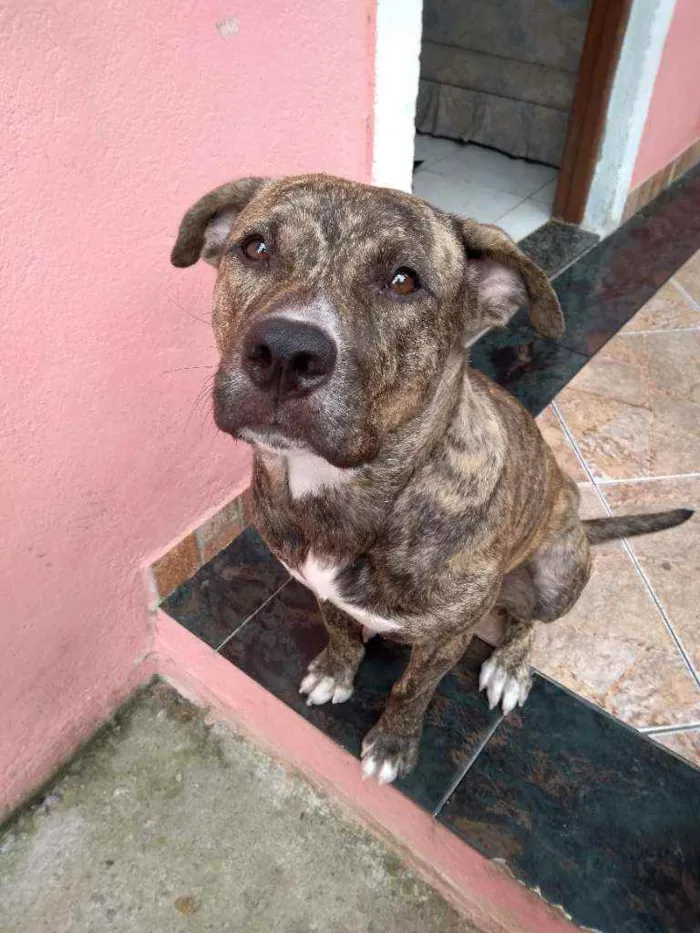 Cachorro ra a American Staffordshire idade 7 a 11 meses nome Ohana