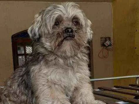 Cachorro ra a Shitzu idade 3 anos nome Thor