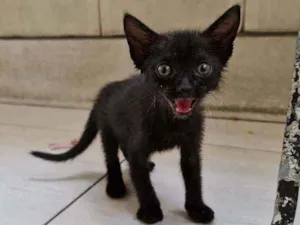 Gato raça SRD idade Abaixo de 2 meses nome Ted