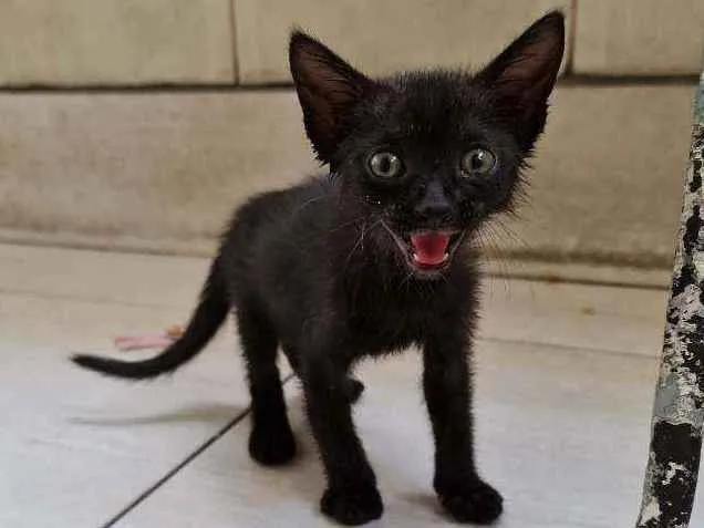 Gato ra a SRD idade Abaixo de 2 meses nome Ted