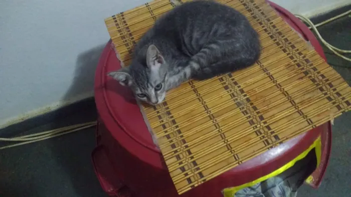 Gato ra a SRD idade 2 a 6 meses nome Ana Julia